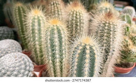 Group of fuzzy white-haired cacti with sharp spines in small pots at a botanical garden nursery.