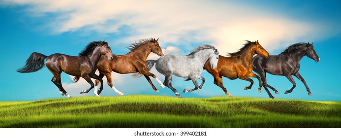 Three Arab Horse Runs Free Stock Photo (Edit Now) 90194998