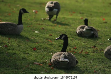 A Group Of Geese Laying On Grass