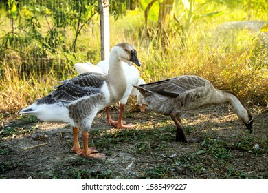 Group Geese Young African Chinese White Stock Photo 1585499227 ...