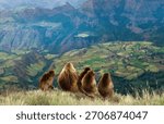 Group of Gelada baboons (Theropithecus gelada) sitting on a grassy cliff edge, observing the vast, dramatic, terraced mountain landscape of the Simien Mountains National Park in Ethiopia. 