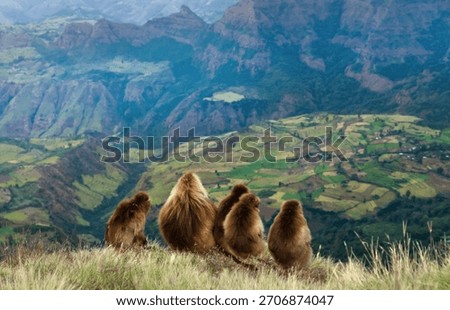 Group of Gelada baboons (Theropithecus gelada) sitting on a grassy cliff edge, observing the vast, dramatic, terraced mountain landscape of the Simien Mountains National Park in Ethiopia. 
