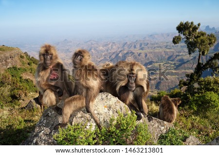 Group of Gelada monkeys (Theropithecus gelada)  sitting on rocks in Simien mountains, Ethiopia. Stock photo © 