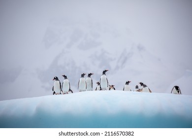 A group of Gentoo Penguins on a snowy hill in Antarctica