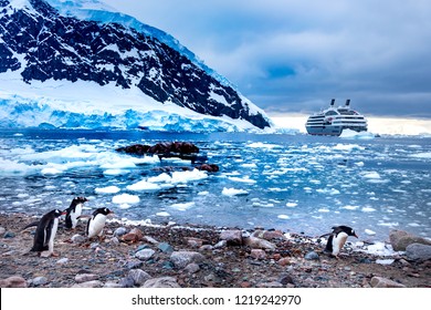 Group of Gentoo Penguins (Pygoscelis Papua), Expedition cruise ship and Antarctic landscape background, sunrise time