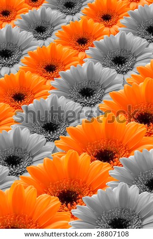 Similar – Image, Stock Photo sea of marigold blossoms