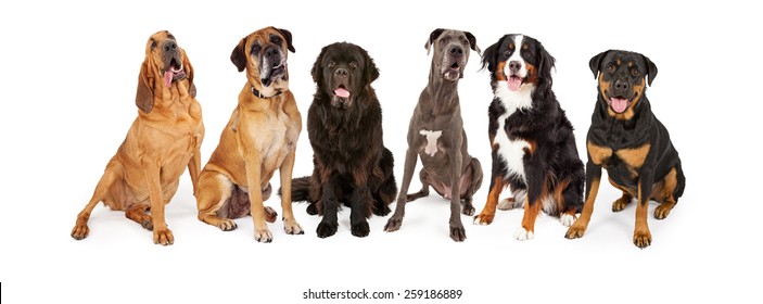 Group of giant breed dogs sitting in a row