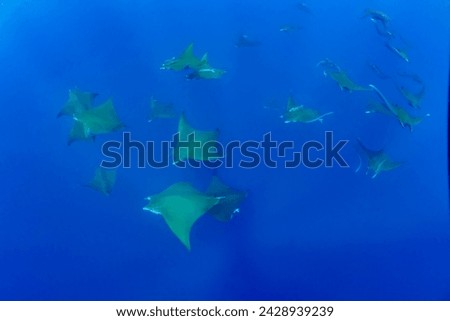 Group of giant devil manta rays, mobula mobular, swimming under the sea