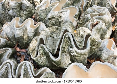 Group Of Giant Empty Clam Shells In Outdoor Setting.