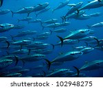 Group of giant tuna