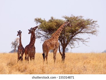 group of giraffe eating from a tree in a gorgeous landscape in Africa 