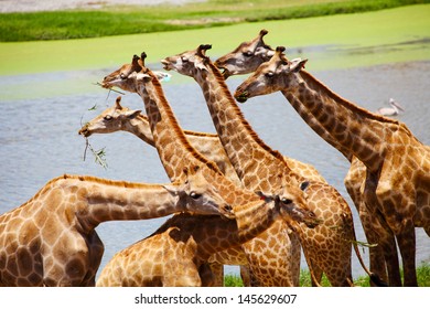 Group of Giraffes Eating Grass