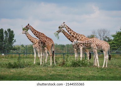 group of giraffes eating tree branches together