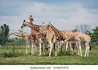 group of giraffes eating tree branches together