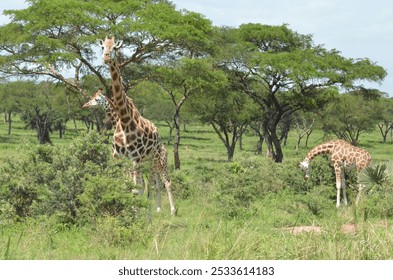 A group of giraffes grazing in a lush green savanna with acacia trees under a clear sky. - Powered by Shutterstock