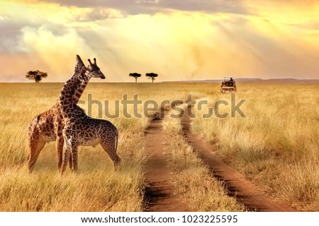Group of giraffes in a National Park. Sunlight landscape.