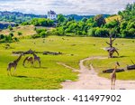 A group of giraffes, outdoor Zoo, Prague