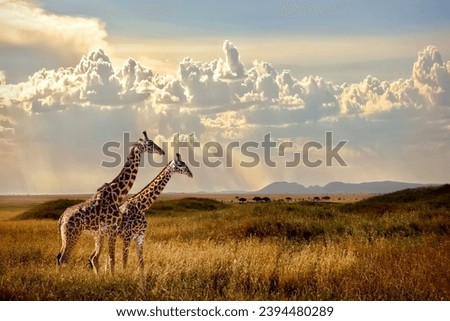 Group of giraffes in the Serengeti National Park. Sunset background. Sky with rays of light in the African savannah. Beautiful african cloudscape.