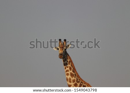 Similar – Giraffes in masai mara in kenya africa