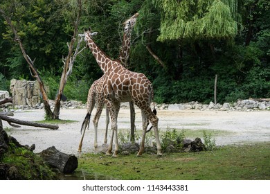 Adult Baby Giraffe Houston Zoo Texas Stock Photo 299523 | Shutterstock