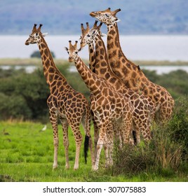 Group Of Giraffes. Uganda. Africa. Safari. An Excellent Illustration.