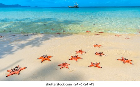 Group of Glittering Starfish on sandy beach in a beautiful sunny day. The starfishes are sunbathing on the beach sand in front of the ocean. - Powered by Shutterstock