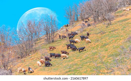 Group Goat Grazing Quietly Full Moon Stock Photo 2160617897 | Shutterstock