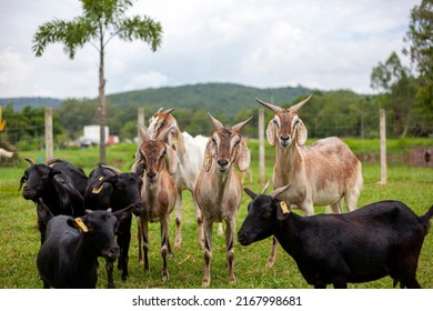 A Group Of Goats Inside The Farm Were Staring. Looking At The Camera Suspiciously