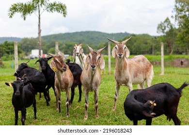 A Group Of Goats Inside The Farm Were Staring. Looking At The Camera Suspiciously