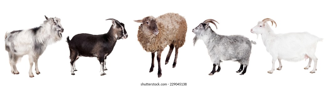 Group of goats on the white - Powered by Shutterstock