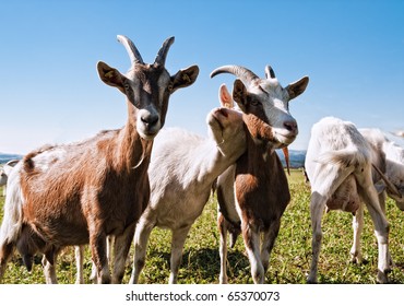 Group of Goats with one snuggling to an other one