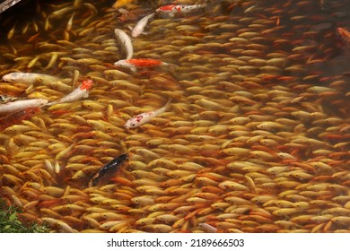 Group Of Gold Fish Swimming In A Pond