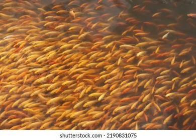 Group Of Gold Fish Swimming In A Pond