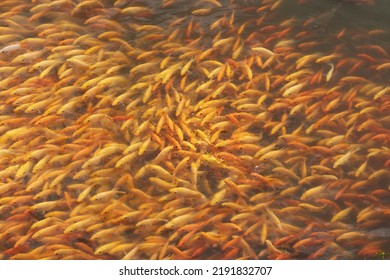 Group Of Gold Fish Swimming In A Pond