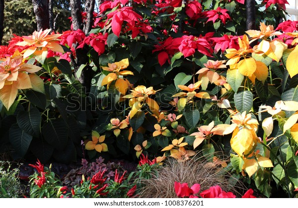 Group Gold Rush Poinsettias Red Poinsettias Stock Photo Edit Now