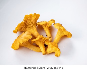 Group of golden Chanterelle mushrooms with dirt and moss on roots from forest. Detailed mushroom on white. Mushroom picking tradition. Isolated on white