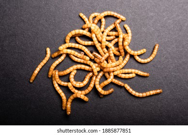 Group of golden mealworms viewed from above moving on a dark background, Tenebrio molitor