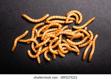 Group of golden mealworms viewed from above moving on a dark background, Tenebrio molitor