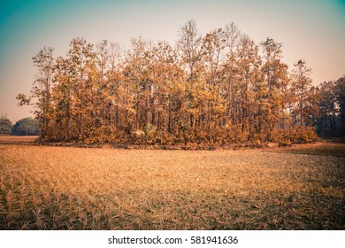 A group of golden and orange colored trees in the forrest of Bangladesh on an autumn winter day