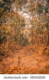 A group of golden and orange colored trees in the forrest of Bangladesh on an autumn winter day
