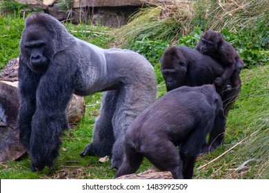 A Group Of Gorillas With The Male Silverback Gorilla Standing Tall In The Middle And The Mother Female Gorilla Carrying The Baby Gorilla On Her Back. A Family Of Gorillas All Standing Together.  