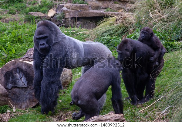 Group Gorillas Male Silverback Gorilla Standing Stock Photo Edit Now 1483992512