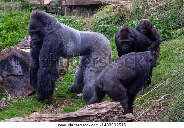 Group Gorillas Male Silverback Gorilla Standing Stock Photo Edit Now 1483992515