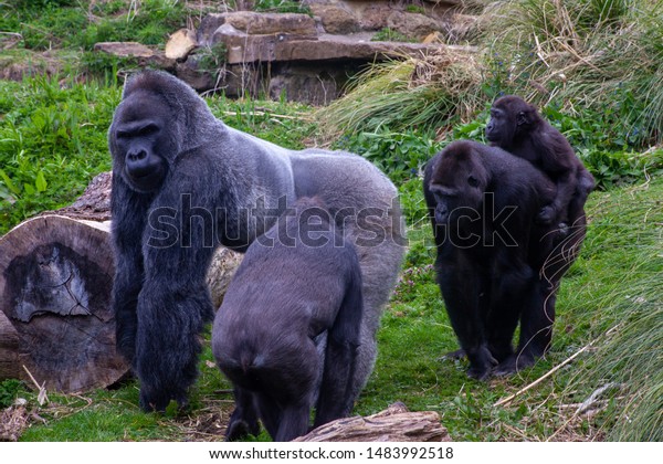 are silverback gorillas male or female