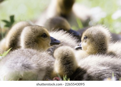 Group of goslings resting in the spring sunshine in a meadow - Powered by Shutterstock