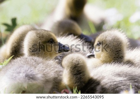 Group of goslings resting in the spring sunshine in a meadow