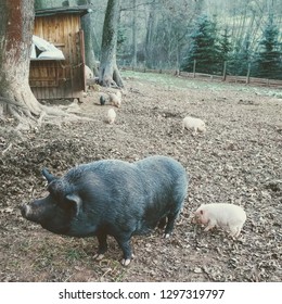 A Group Of Gottingen Mini Pigs - Black Mom And Little White Piglets In An Outdoor Coop