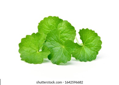 Group of Gotu kola (Centella asiatica) leaves isolated on white background. (Asiatic pennywort, Indian pennywort) - Shutterstock ID 1642596682