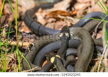 Group with Grass snakes that are lying in the sun and sunbathing