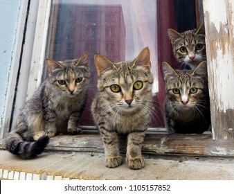 A group of gray cats sit on a window sill and look at the camera - Shutterstock ID 1105157852